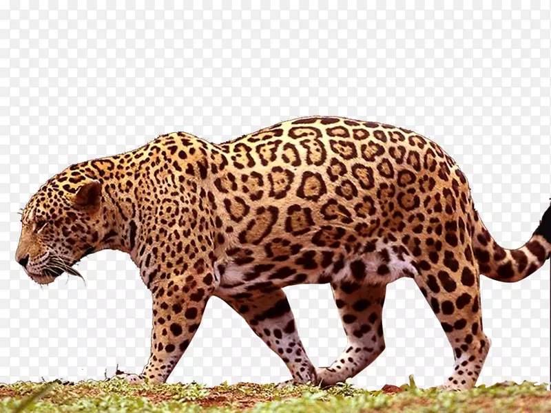 美洲豹黑豹-美洲豹PNG