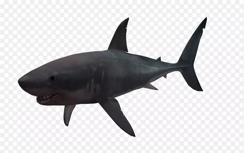 大白鲨灯笼夹艺术-鲨鱼PNG