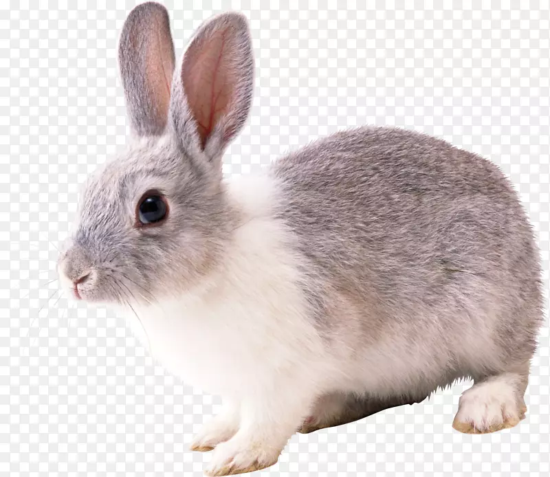 法国羽绒服兔欧洲兔-兔PNG图像