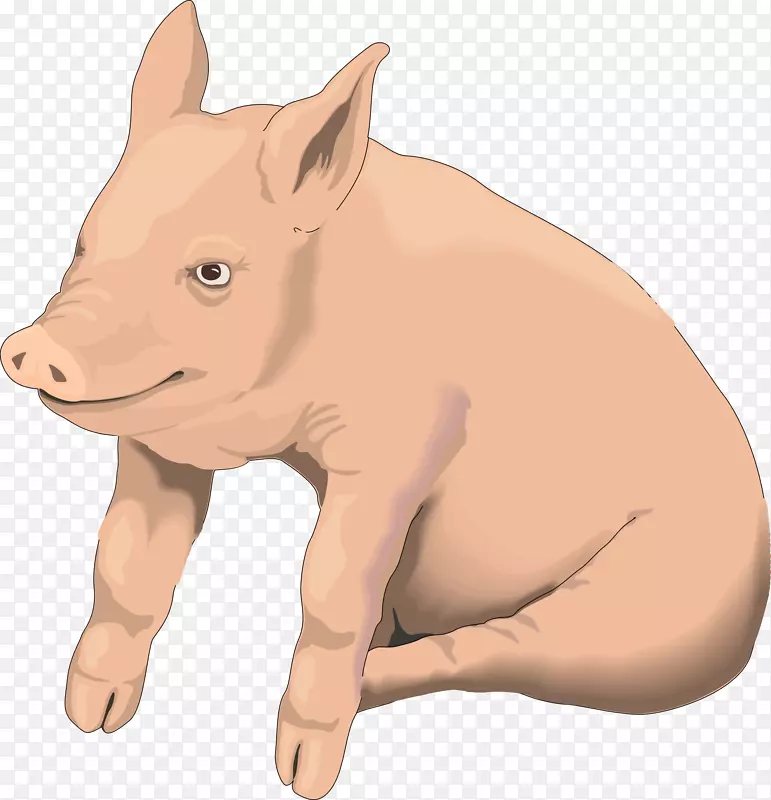 家猪剪贴画-猪PNG图像