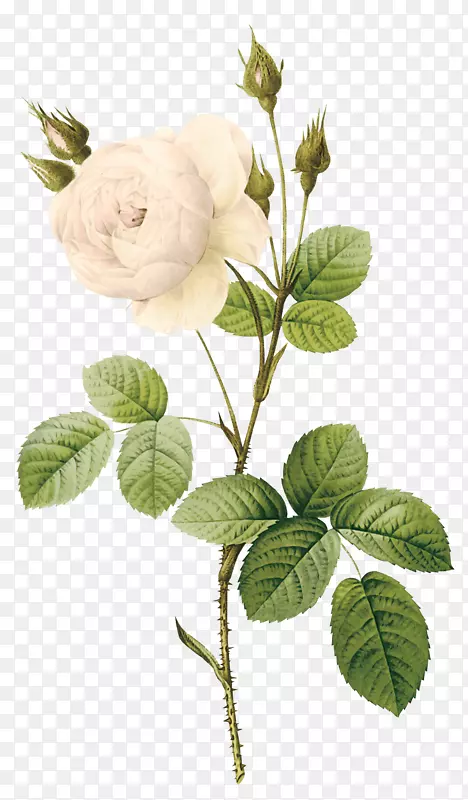 玫瑰花白色-白色玫瑰PNG图像花白色玫瑰PNG图片