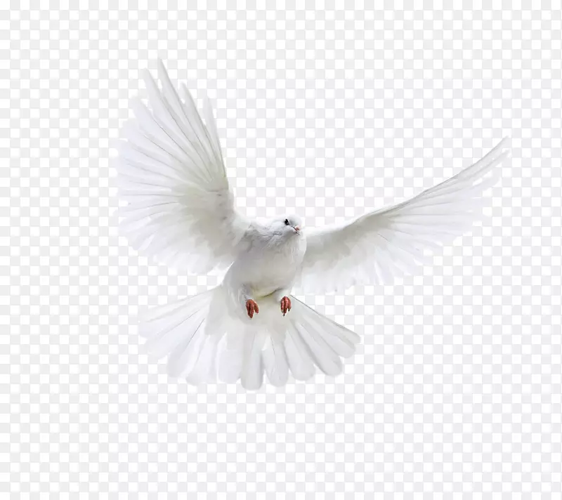 鸟海报-白色飞鸽图片