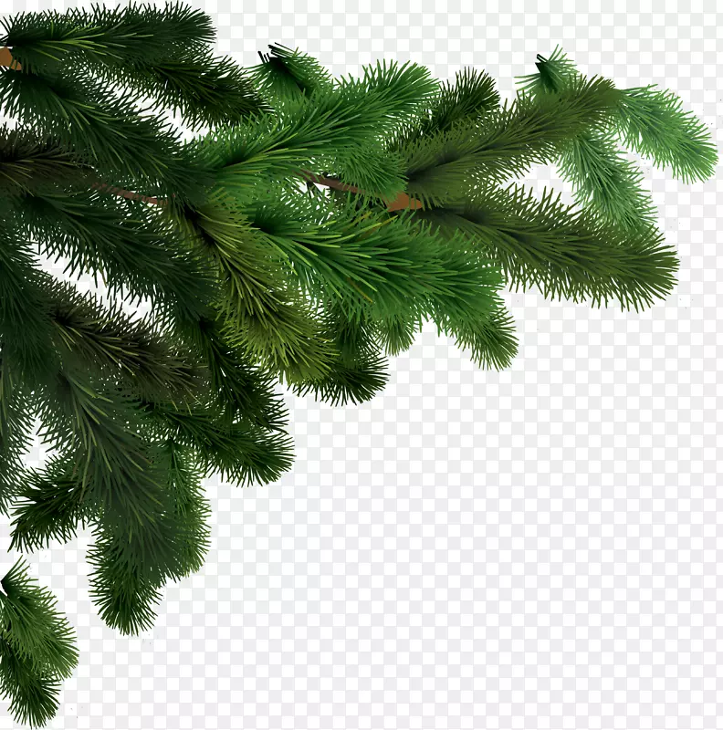 树木abc阿尔巴剪贴画-冷杉-树PNG图像