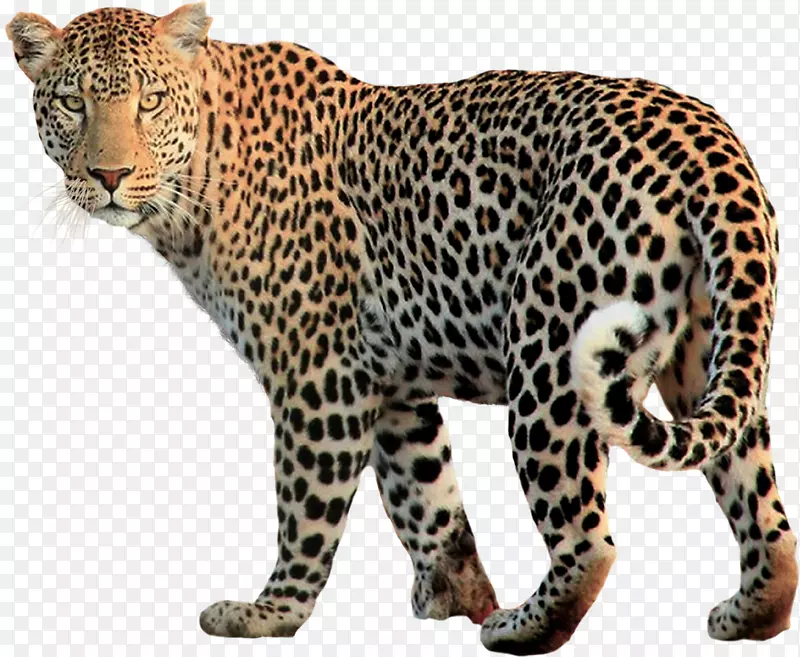 雪豹猫科-豹PNG