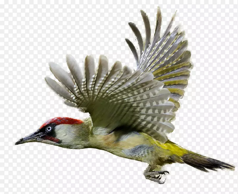 啄木鸟剪贴画-啄木鸟PNG图像