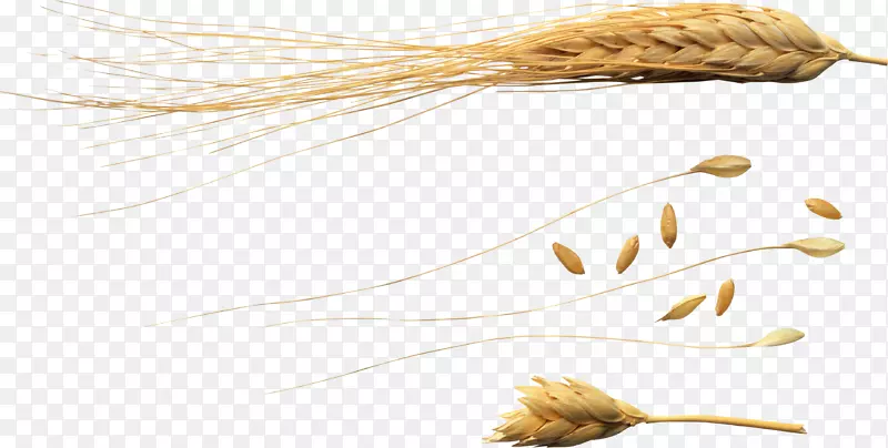 小麦穗节-小麦PNG