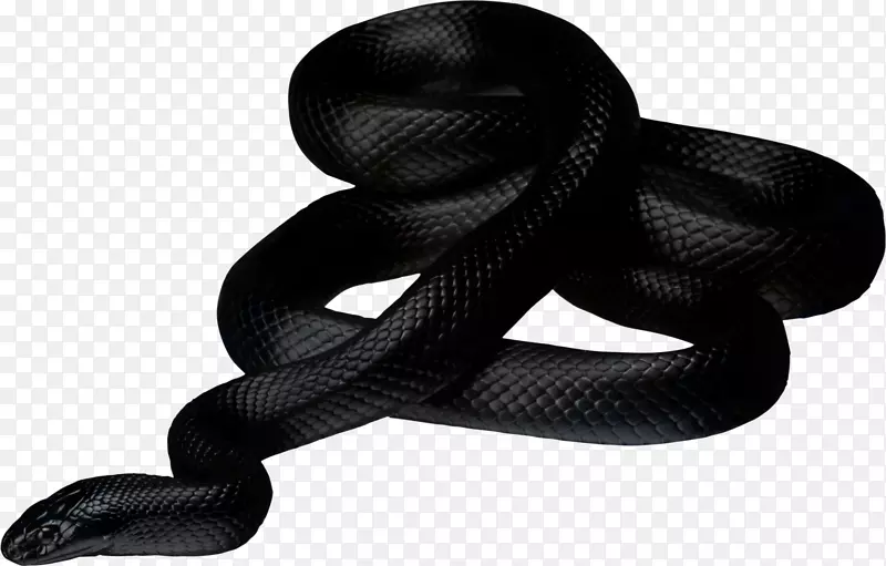 德克萨斯鼠蛇夹艺术-黑色蛇png图片下载免费