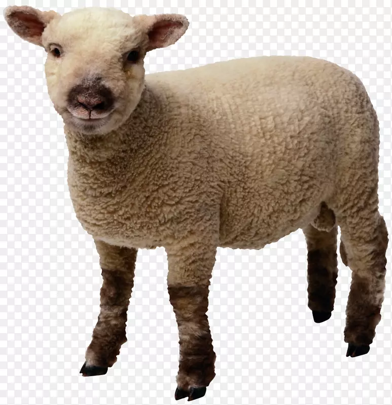 绵羊剪贴画-羊PNG形象