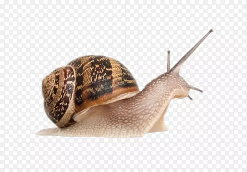 非洲巨型蜗牛[Achatina]腹足类天牛(Cornu aspersum-蜗牛PNG)