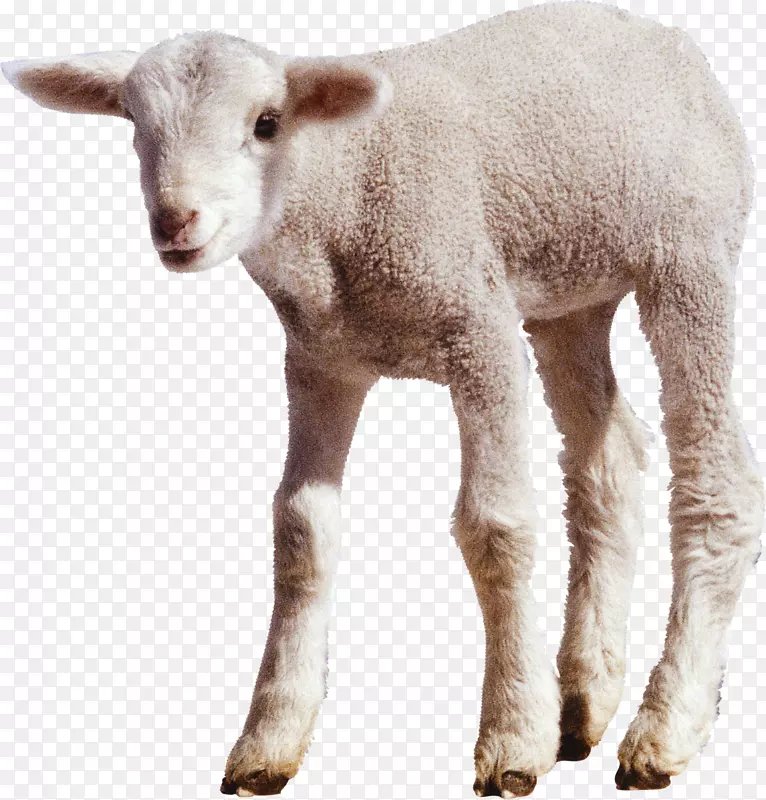 山羊-白色小羊PNG形象