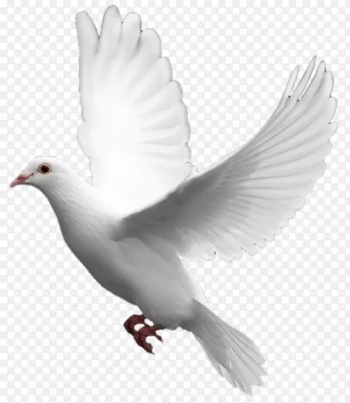 家鸽科鸟类-白色飞鸽PNG图像