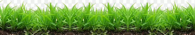 草坪工业壁纸-草PNG图像，绿草PNG图片