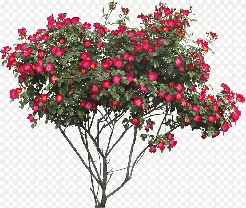 花树玫瑰剪贴画-灌木丛PNG图像