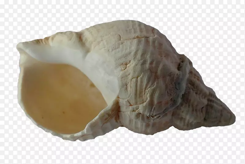 贝壳腹足类壳蜗牛双尾螺PNG