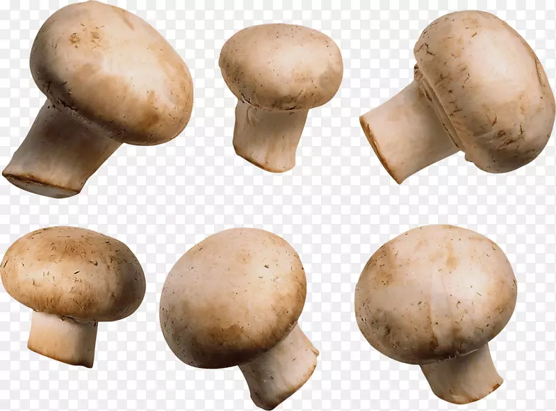 普通蘑菇素食-蘑菇PNG形象