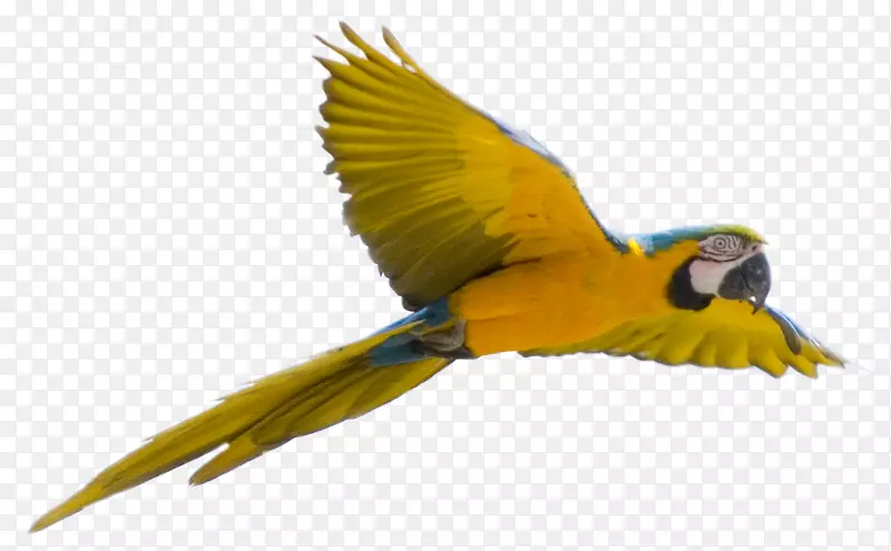 鹦鹉飞行-黄色飞行鹦鹉图片，免费下载