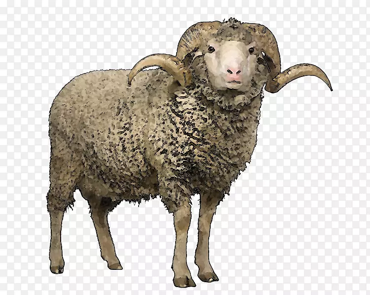 美利诺苏格兰黑脸羊毛摄影剪羊-羊PNG形象
