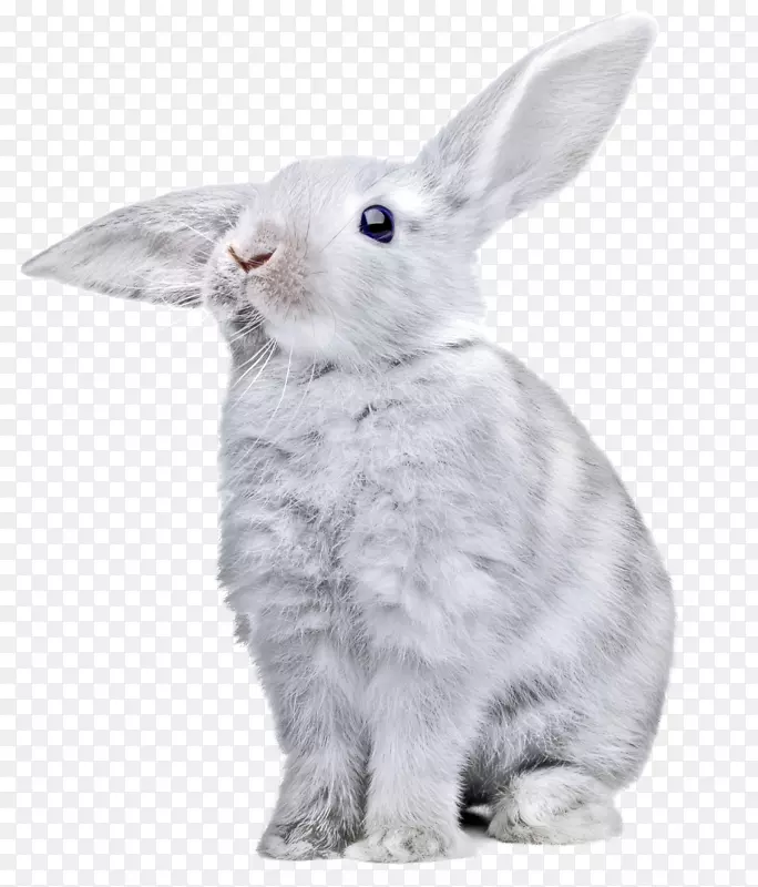 兔剪贴画-白兔PNG图像