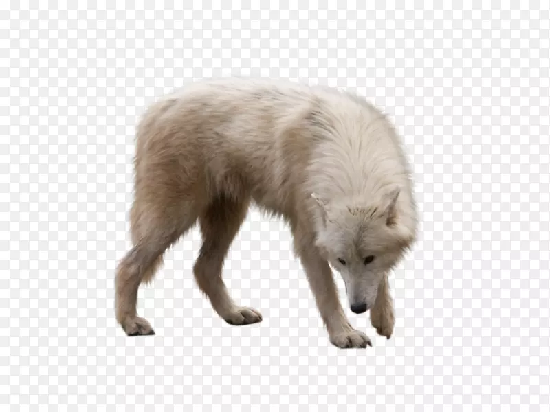 北极狼北极狐-狼PNG