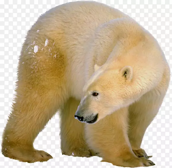 北极熊棕熊剪贴画-北极熊PNG