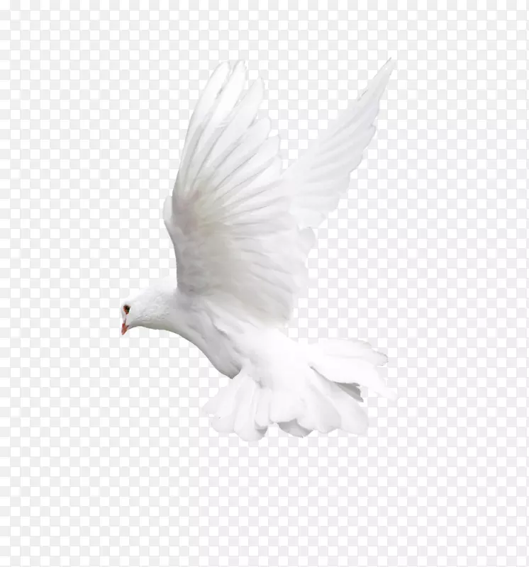 鸟类飞行猫头鹰嘴-白色飞鸽png图像