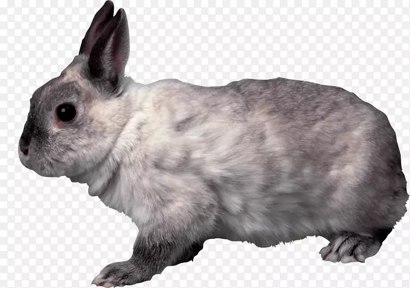 国内兔法国野兔荷兰兔PNG形象