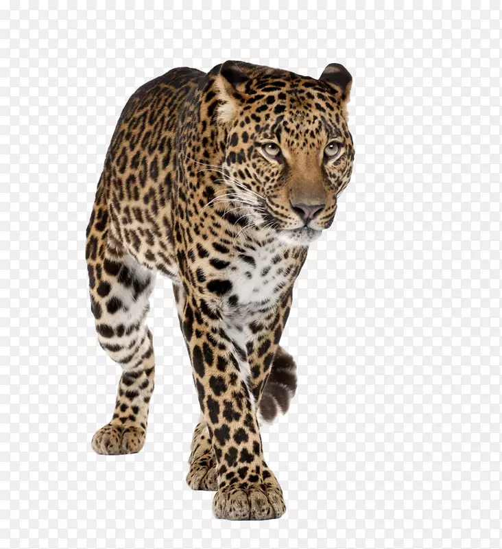 比勒陀利亚约翰内斯堡罗斯林，高腾黎明公园国际项目-豹PNG