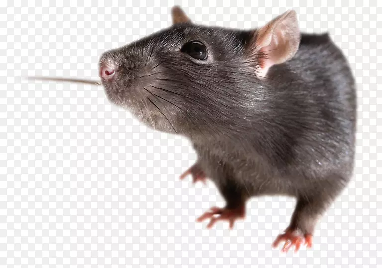棕色大鼠黑鼠-小鼠，大鼠png图像