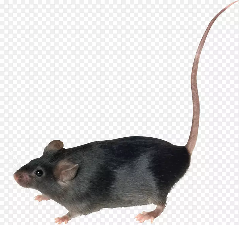 小鼠棕色大鼠-小鼠，鼠PNG图像