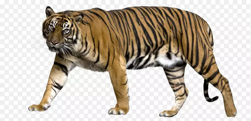 狮子，苏门答腊虎，美洲虎，孟加拉虎，虎PNG
