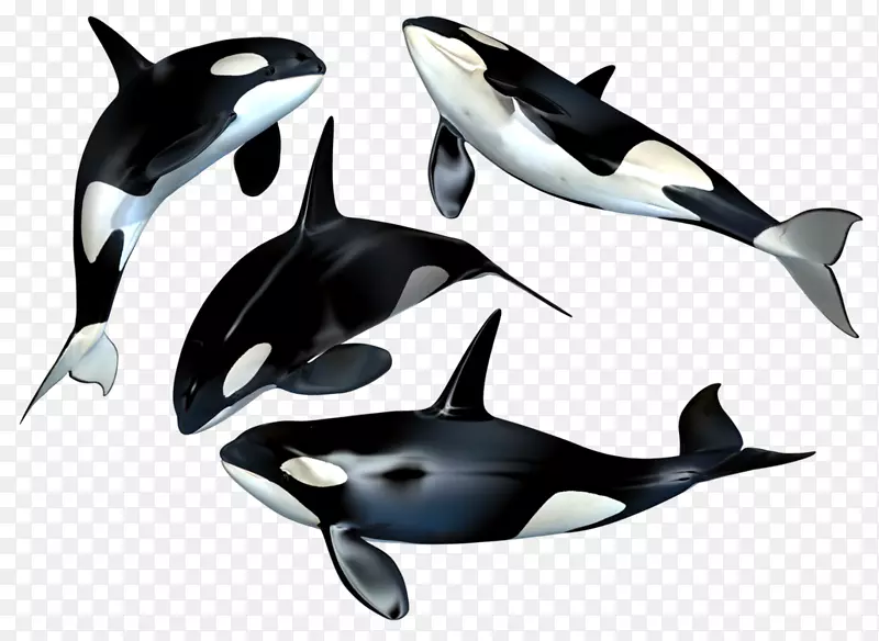虎鲸剪贴画-鲸鱼PNG