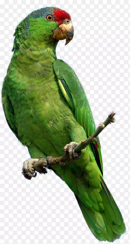 鹦鹉丹冠亚马逊鸟夹艺术-绿色鹦鹉PNG图片，免费下载