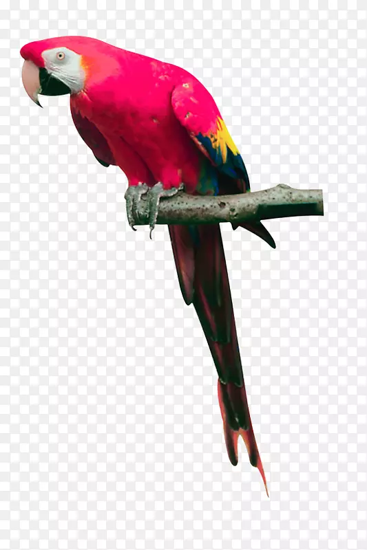 鸟真鹦鹉-粉红色鹦鹉PNG图片，免费下载