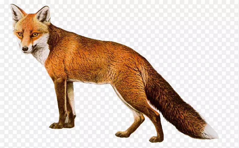 红狐-狐狸PNG 8