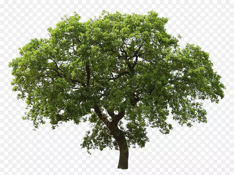 树橡木-树PNG图像