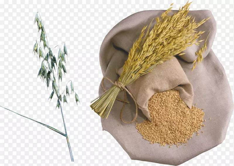 稻麦粥有机食品-小麦PNG