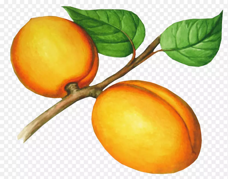杏油桃-桃PNG图像