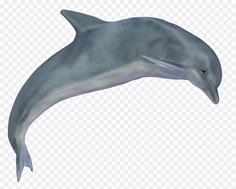 海豚剪贴画-海豚图片