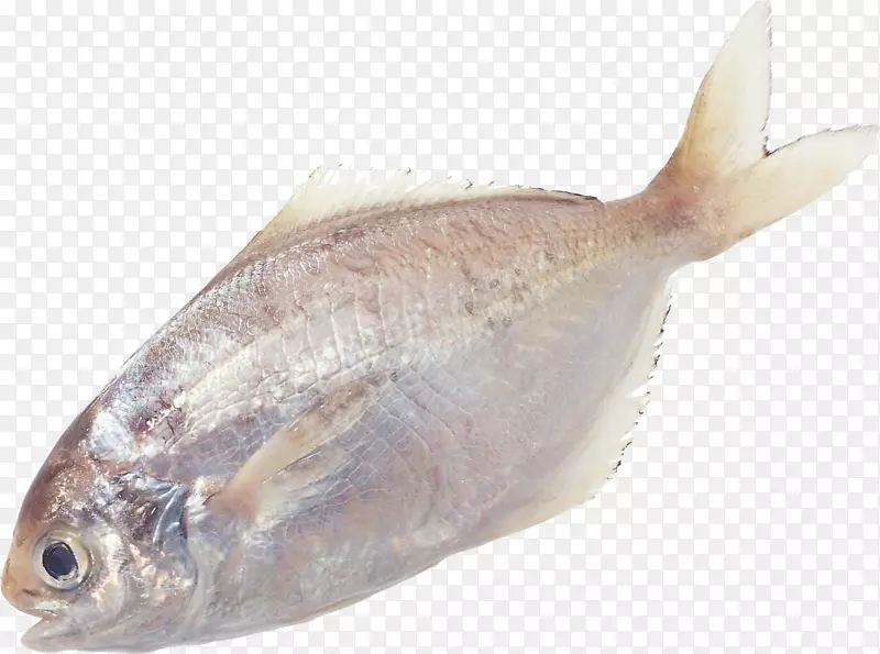 鱼类摄影剪贴画-鱼PNG