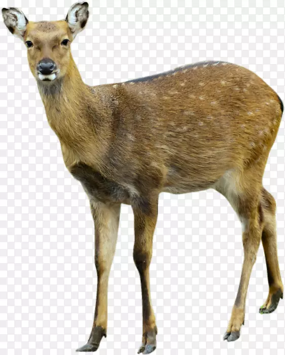 鹿PNG图像