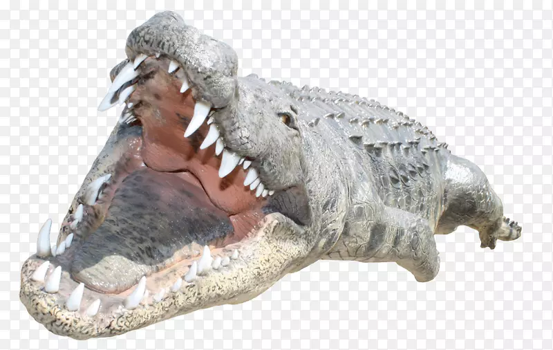 鳄鱼-鳄鱼PNG