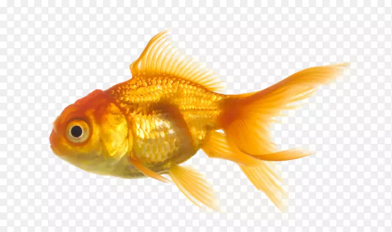 金鱼-鱼PNG