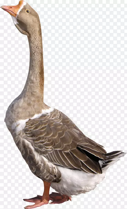 鹅鸭剪贴画-鹅PNG图像