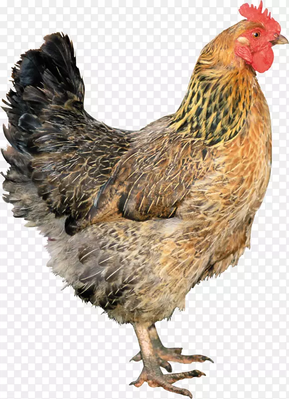 实心白公鸡-鸡PNG图像