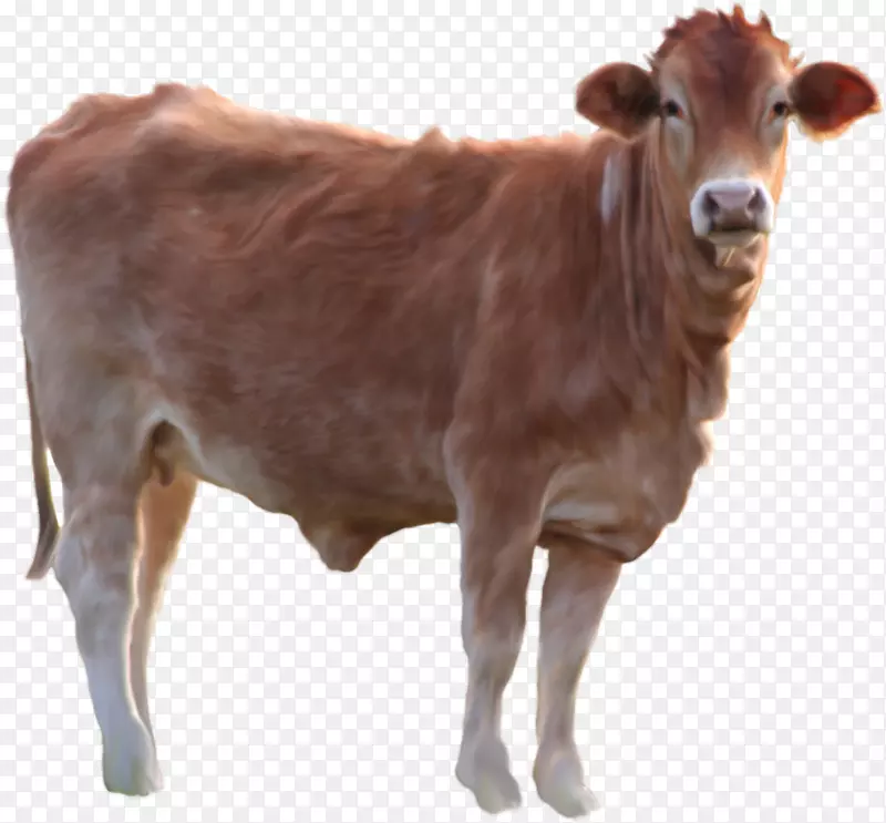 荷斯坦牛、羊、家畜-奶牛PNG图像