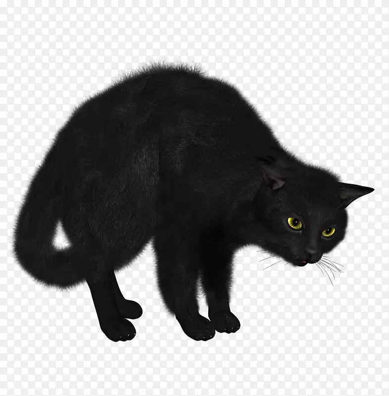 暹罗猫黑猫食-黑猫PNG图像