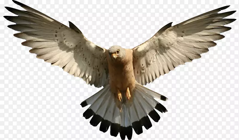 猎鹰剪贴画-鹰PNG图片，免费下载