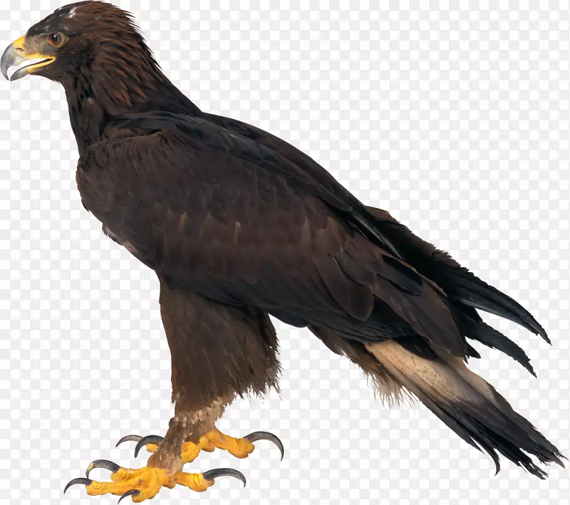 秃鹰-鹰PNG图片，免费下载