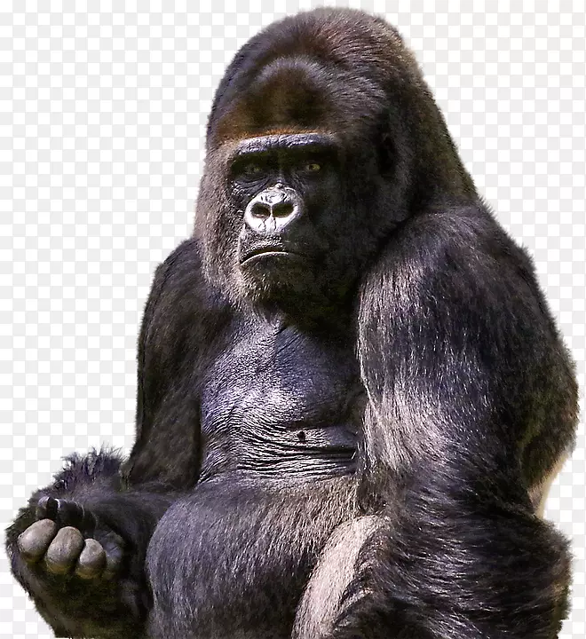 猿黑猩猩灵长类-大猩猩PNG
