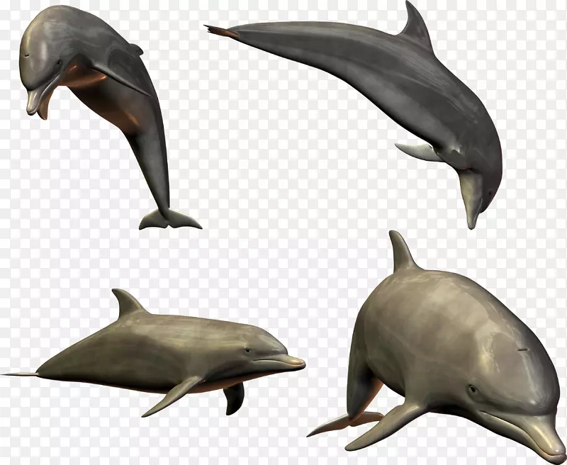 海豚鲨鱼-海豚图片